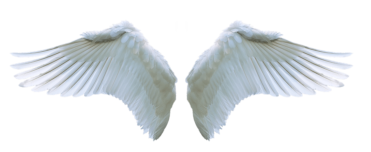Angel wings png