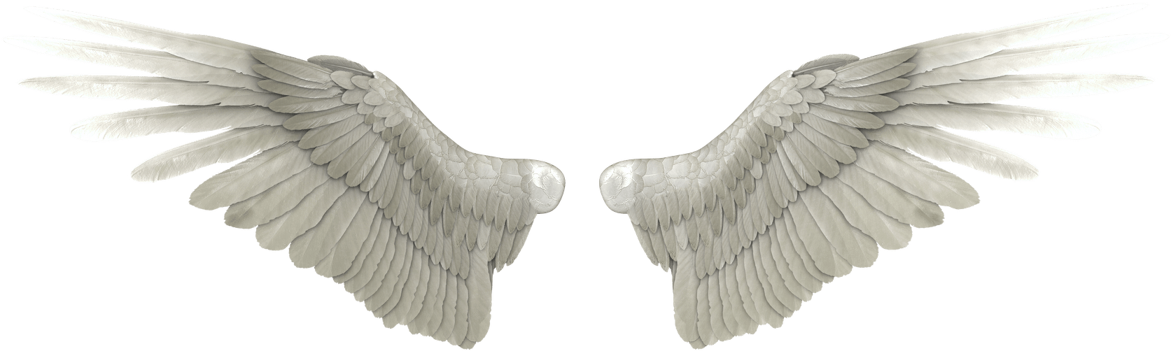 Angel wings png