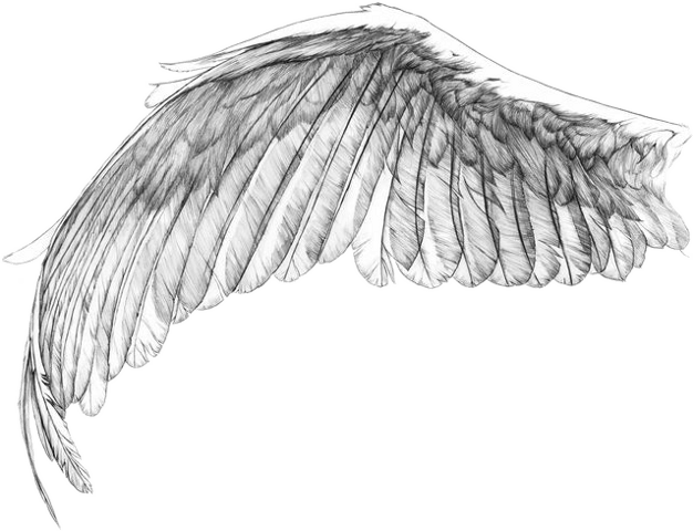 Angel Wings PNG