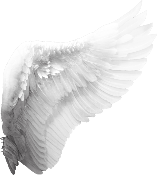 Angel Wings PNG
