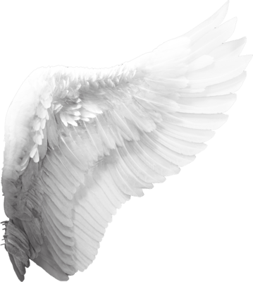 Angel Wings PNG