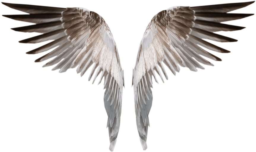 Angel Wings PNG